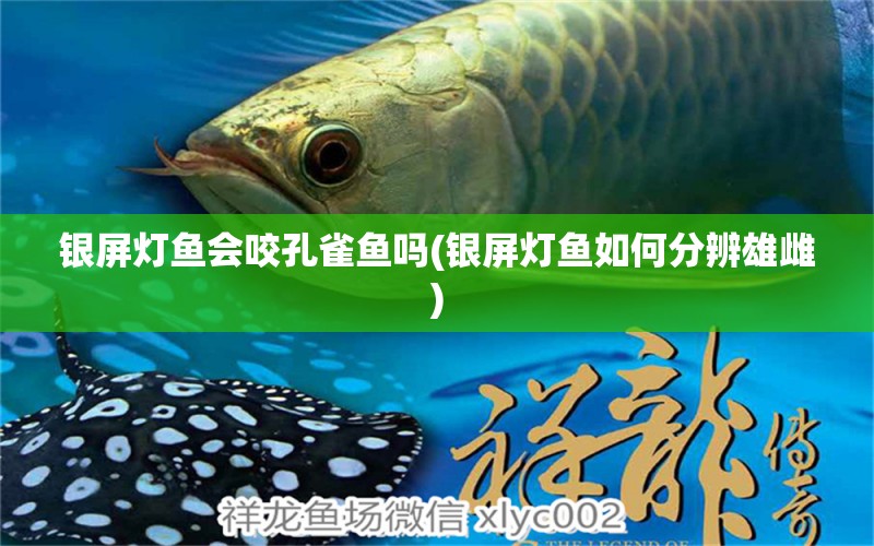 銀屏燈魚會咬孔雀魚嗎(銀屏燈魚如何分辨雄雌) 觀賞魚 第1張