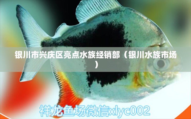 銀川市興慶區(qū)亮點(diǎn)水族經(jīng)銷部（銀川水族市場(chǎng)）