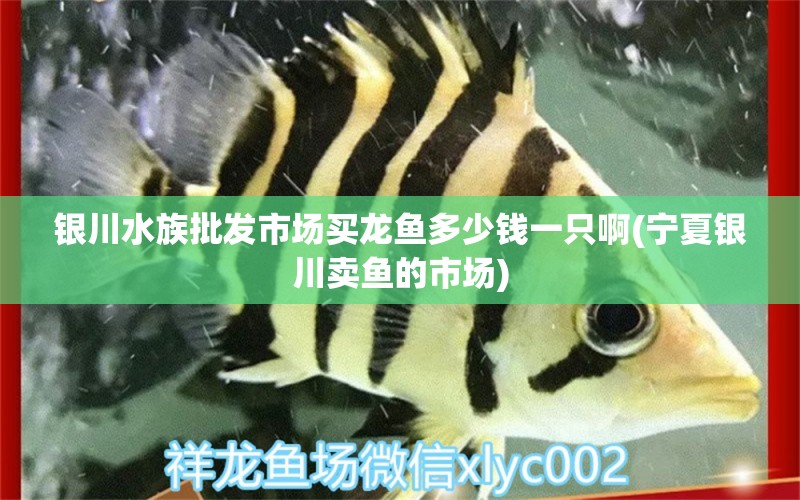 銀川水族批發(fā)市場(chǎng)買龍魚多少錢一只啊(寧夏銀川賣魚的市場(chǎng)) 觀賞魚水族批發(fā)市場(chǎng)