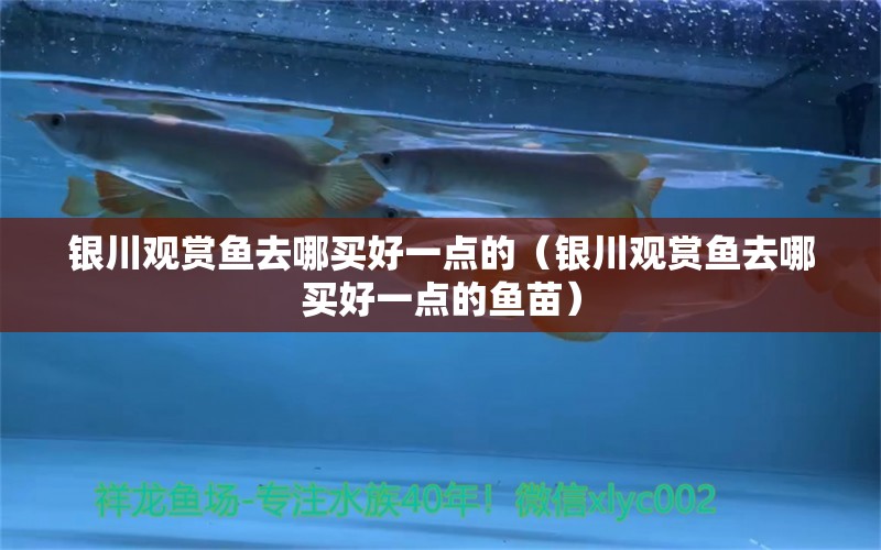 銀川觀賞魚(yú)去哪買(mǎi)好一點(diǎn)的（銀川觀賞魚(yú)去哪買(mǎi)好一點(diǎn)的魚(yú)苗）