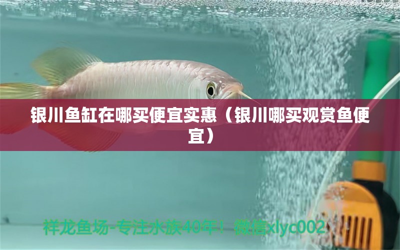 銀川魚缸在哪買便宜實(shí)惠（銀川哪買觀賞魚便宜）