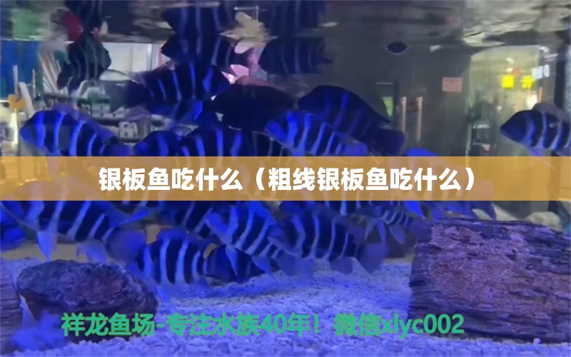 銀板魚吃什么（粗線銀板魚吃什么）