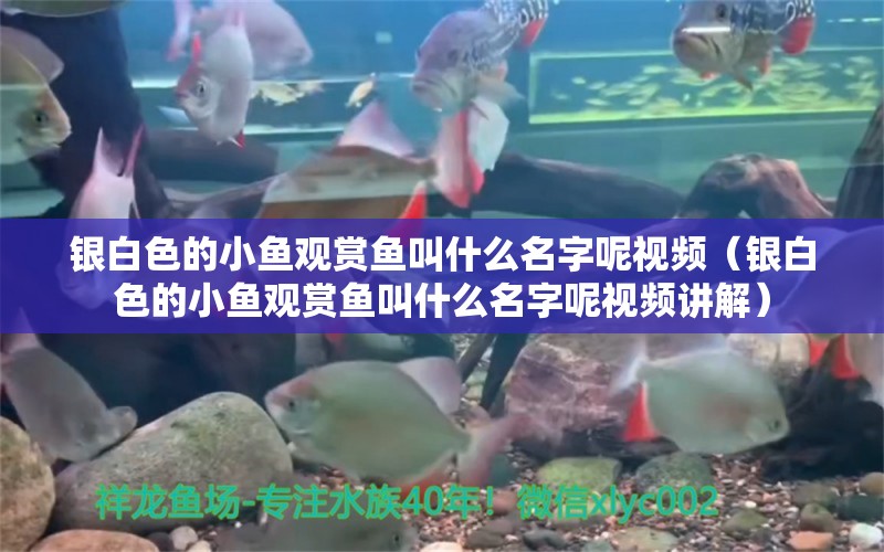 銀白色的小魚觀賞魚叫什么名字呢視頻（銀白色的小魚觀賞魚叫什么名字呢視頻講解）