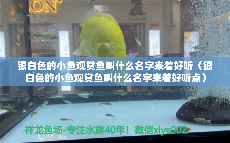 銀白色的小魚觀賞魚叫什么名字來(lái)著好聽（銀白色的小魚觀賞魚叫什么名字來(lái)著好聽點(diǎn)）