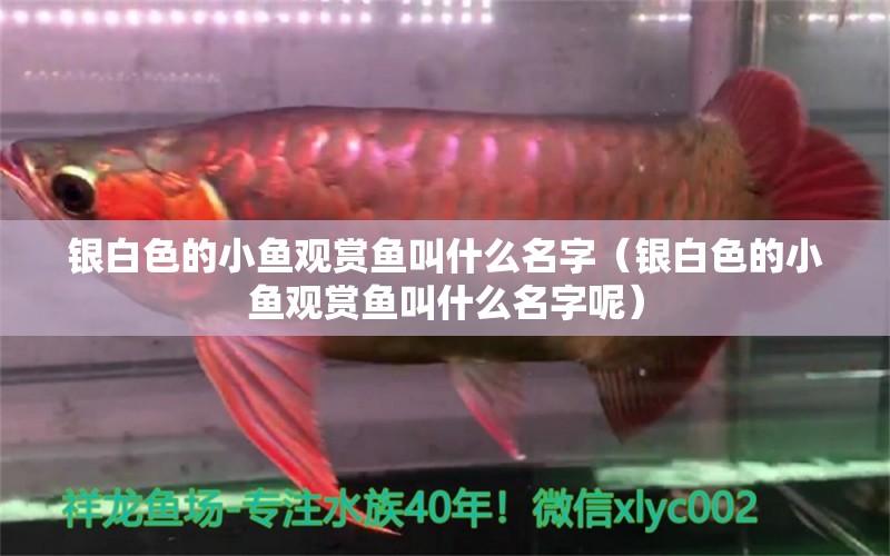 銀白色的小魚觀賞魚叫什么名字（銀白色的小魚觀賞魚叫什么名字呢）