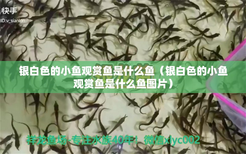 銀白色的小魚觀賞魚是什么魚（銀白色的小魚觀賞魚是什么魚圖片） 祥龍水族醫(yī)院