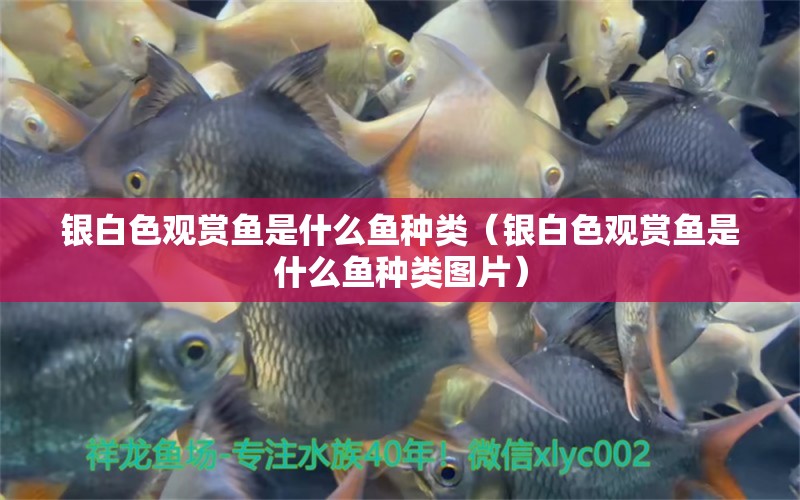 銀白色觀賞魚是什么魚種類（銀白色觀賞魚是什么魚種類圖片） 鸚鵡魚