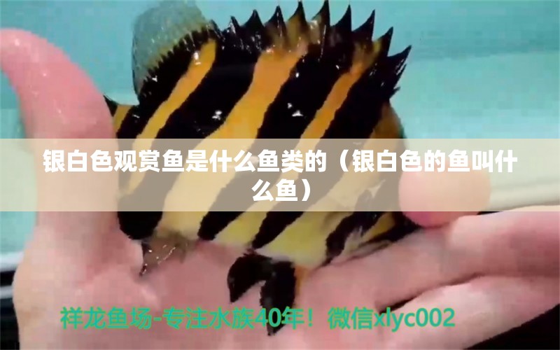 銀白色觀賞魚(yú)是什么魚(yú)類的（銀白色的魚(yú)叫什么魚(yú)）