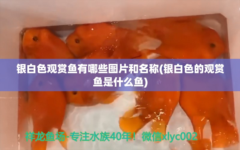 銀白色觀賞魚有哪些圖片和名稱(銀白色的觀賞魚是什么魚) 帝王血鉆