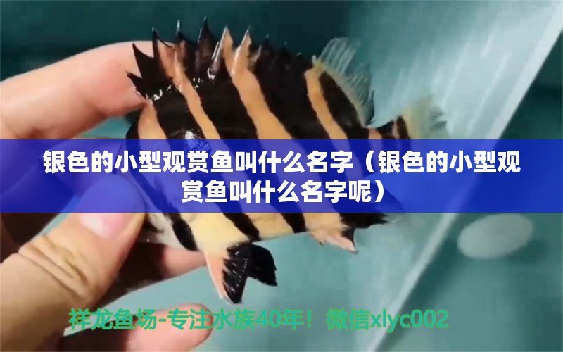 銀色的小型觀賞魚叫什么名字（銀色的小型觀賞魚叫什么名字呢） 小型觀賞魚