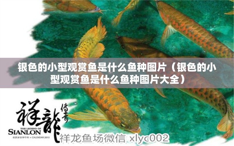 銀色的小型觀賞魚是什么魚種圖片（銀色的小型觀賞魚是什么魚種圖片大全）