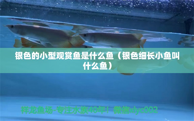 銀色的小型觀賞魚是什么魚（銀色細(xì)長小魚叫什么魚） 小型觀賞魚