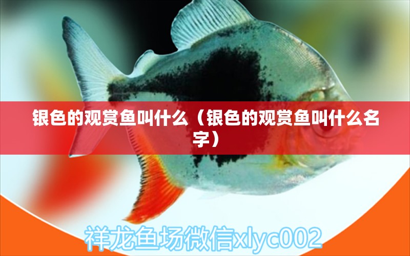 銀色的觀賞魚叫什么（銀色的觀賞魚叫什么名字）