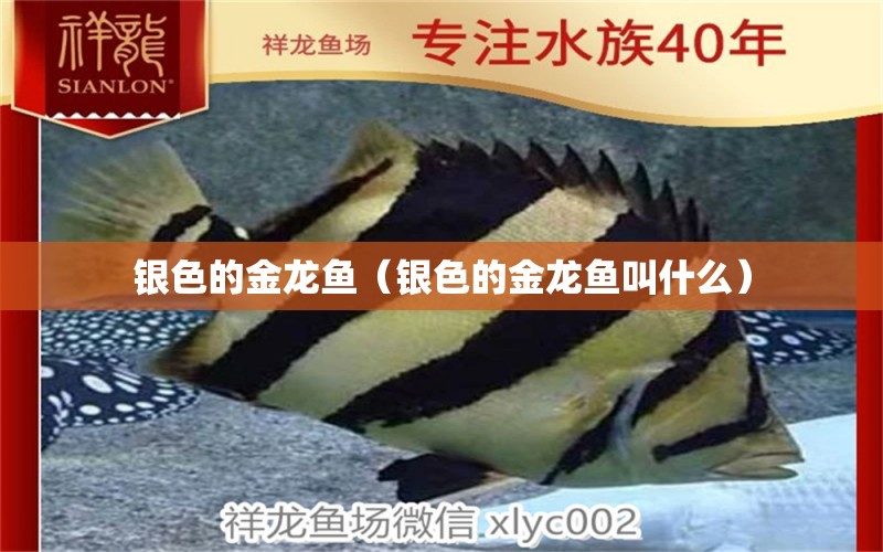 銀色的金龍魚（銀色的金龍魚叫什么） 廣州龍魚批發(fā)市場