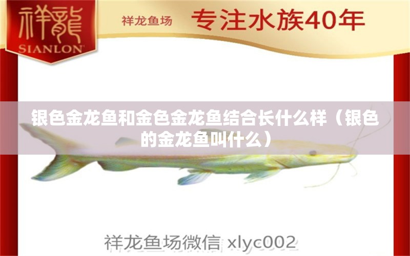 銀色金龍魚和金色金龍魚結(jié)合長什么樣（銀色的金龍魚叫什么）