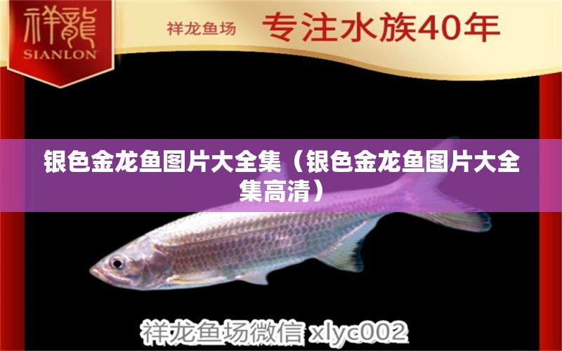 銀色金龍魚圖片大全集（銀色金龍魚圖片大全集高清） 廣州龍魚批發(fā)市場(chǎng)