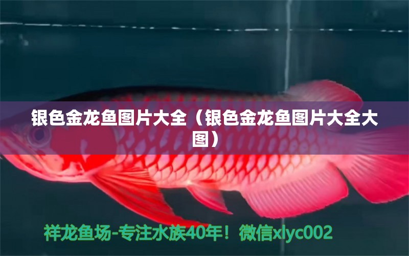 銀色金龍魚(yú)圖片大全（銀色金龍魚(yú)圖片大全大圖） 廣州龍魚(yú)批發(fā)市場(chǎng)