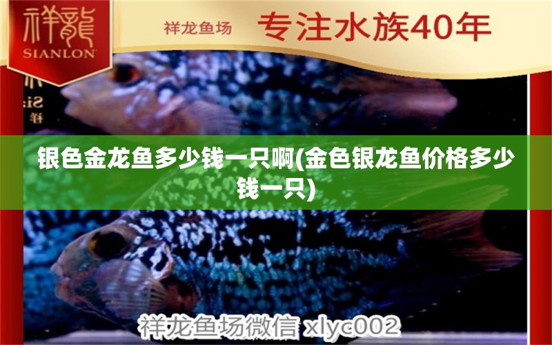 銀色金龍魚多少錢一只啊(金色銀龍魚價(jià)格多少錢一只) 銀龍魚