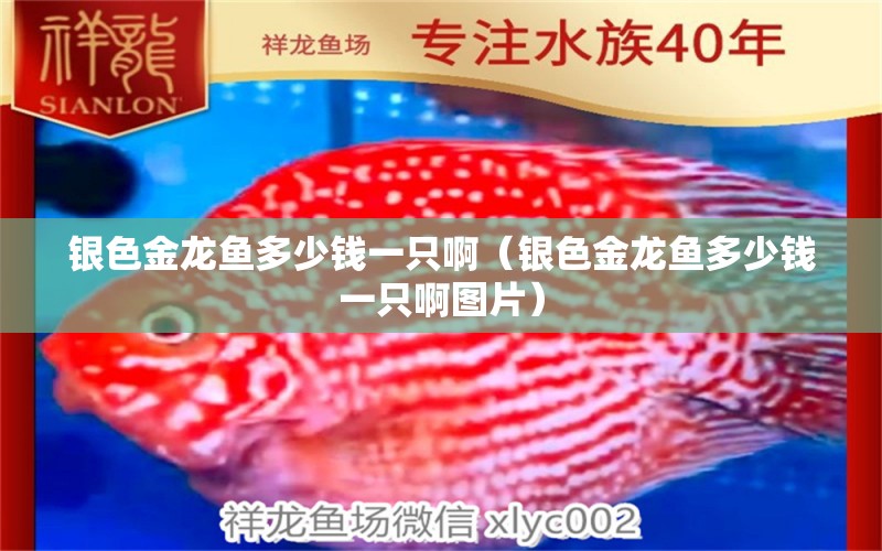 銀色金龍魚多少錢一只?。ㄣy色金龍魚多少錢一只啊圖片） 廣州龍魚批發(fā)市場