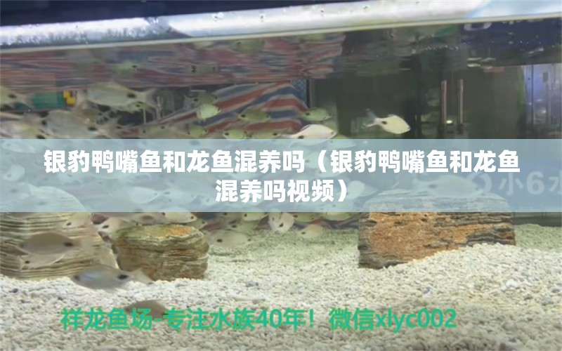 銀豹鴨嘴魚和龍魚混養(yǎng)嗎（銀豹鴨嘴魚和龍魚混養(yǎng)嗎視頻）