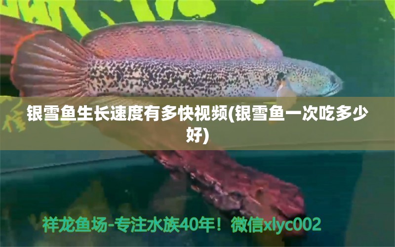 銀雪魚(yú)生長(zhǎng)速度有多快視頻(銀雪魚(yú)一次吃多少好) 其它水族用具設(shè)備