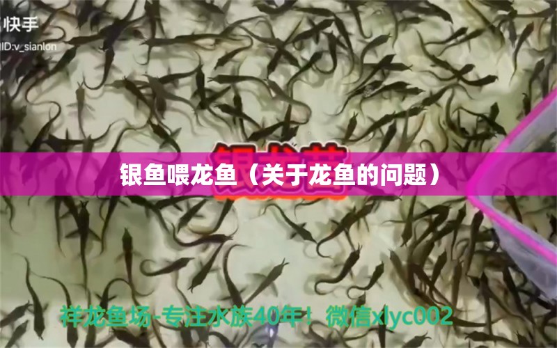 銀魚喂龍魚（關(guān)于龍魚的問題）