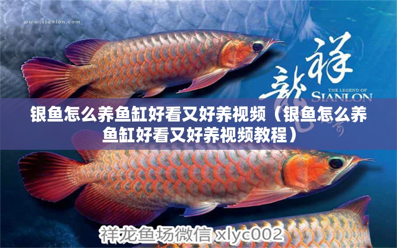 銀魚怎么養(yǎng)魚缸好看又好養(yǎng)視頻（銀魚怎么養(yǎng)魚缸好看又好養(yǎng)視頻教程）