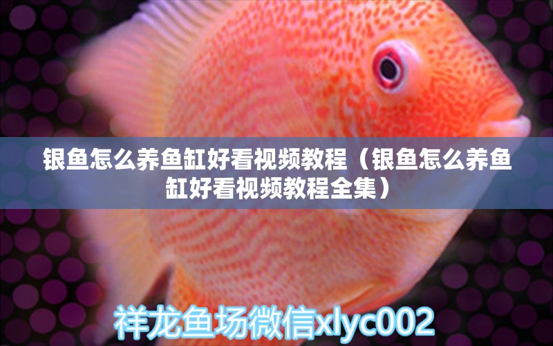 銀魚怎么養(yǎng)魚缸好看視頻教程（銀魚怎么養(yǎng)魚缸好看視頻教程全集）