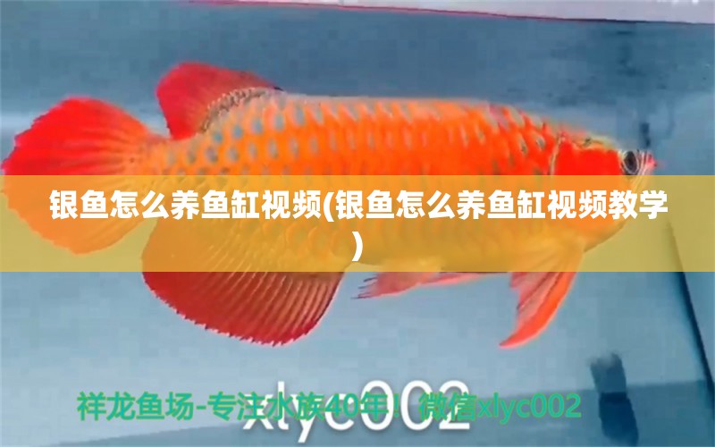 銀魚怎么養(yǎng)魚缸視頻(銀魚怎么養(yǎng)魚缸視頻教學(xué)) 過濾設(shè)備