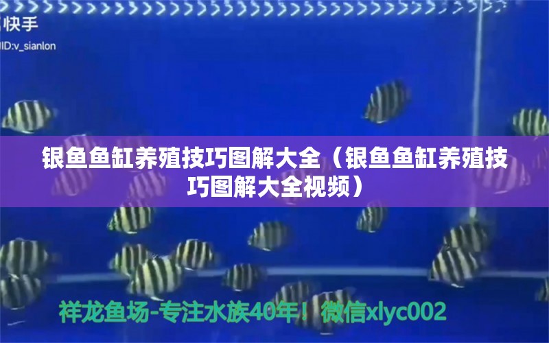 銀魚魚缸養(yǎng)殖技巧圖解大全（銀魚魚缸養(yǎng)殖技巧圖解大全視頻）