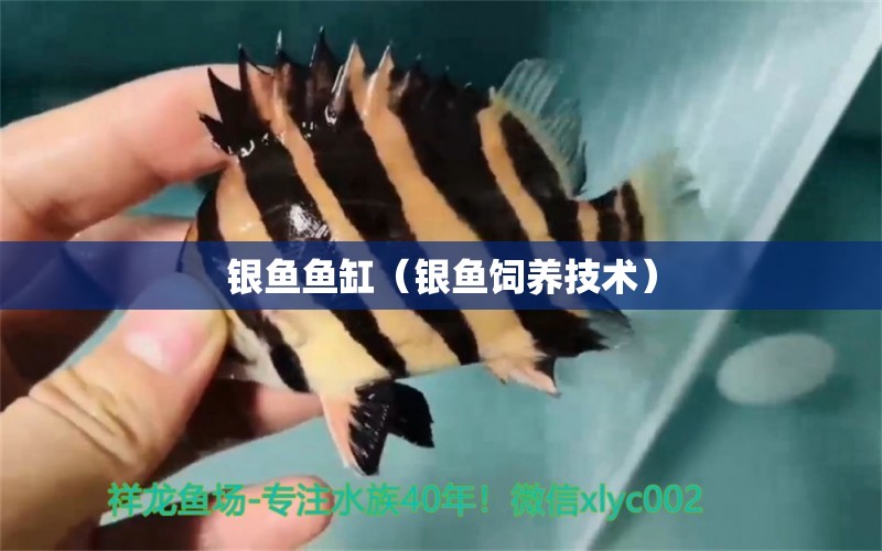 銀魚魚缸（銀魚飼養(yǎng)技術(shù)） 其他品牌魚缸 第1張