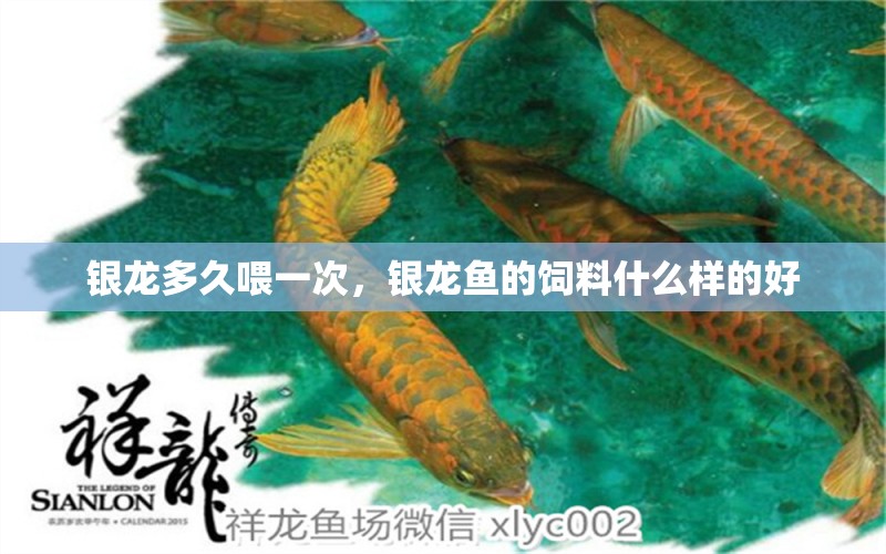 銀龍多久喂一次，銀龍魚的飼料什么樣的好