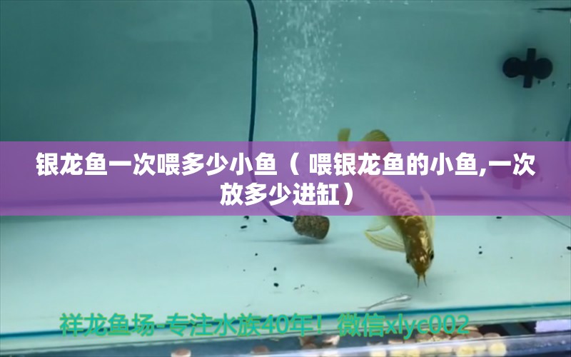 銀龍魚一次喂多少小魚（ 喂銀龍魚的小魚,一次放多少進(jìn)缸） 翡翠鳳凰魚