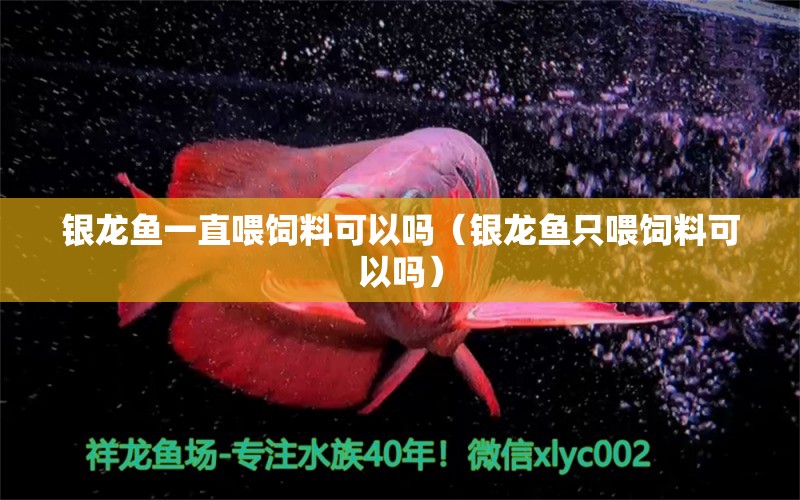 銀龍魚一直喂飼料可以嗎（銀龍魚只喂飼料可以嗎）