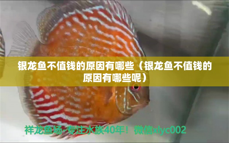 銀龍魚不值錢的原因有哪些（銀龍魚不值錢的原因有哪些呢）