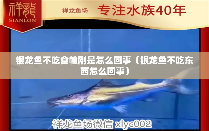 銀龍魚不吃食幢剛是怎么回事（銀龍魚不吃東西怎么回事） 銀龍魚