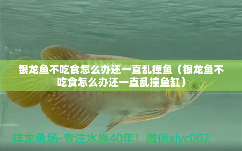 銀龍魚不吃食怎么辦還一直亂撞魚（銀龍魚不吃食怎么辦還一直亂撞魚缸） 銀龍魚