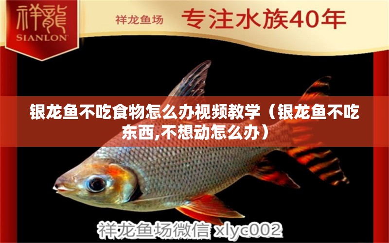 銀龍魚不吃食物怎么辦視頻教學（銀龍魚不吃東西,不想動怎么辦）