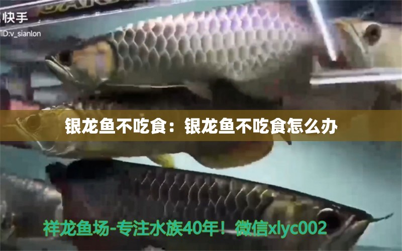 銀龍魚不吃食：銀龍魚不吃食怎么辦 銀龍魚