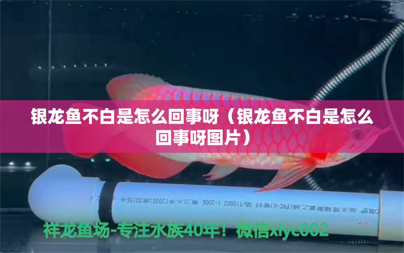 銀龍魚不白是怎么回事呀（銀龍魚不白是怎么回事呀圖片）