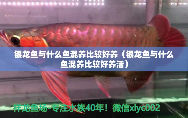 銀龍魚與什么魚混養(yǎng)比較好養(yǎng)（銀龍魚與什么魚混養(yǎng)比較好養(yǎng)活）