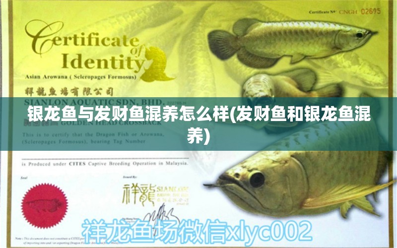 銀龍魚(yú)與發(fā)財(cái)魚(yú)混養(yǎng)怎么樣(發(fā)財(cái)魚(yú)和銀龍魚(yú)混養(yǎng)) 銀龍魚(yú)