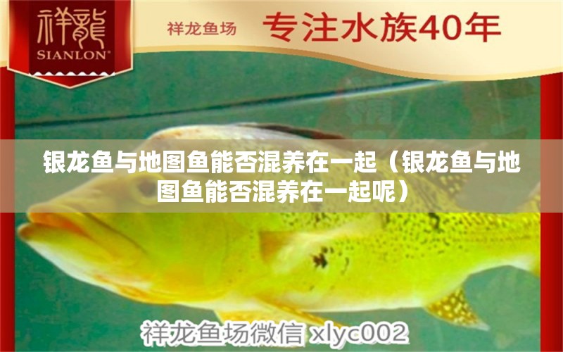 銀龍魚與地圖魚能否混養(yǎng)在一起（銀龍魚與地圖魚能否混養(yǎng)在一起呢） 銀龍魚