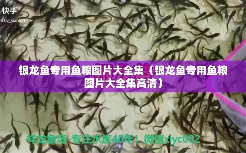 銀龍魚專用魚糧圖片大全集（銀龍魚專用魚糧圖片大全集高清）