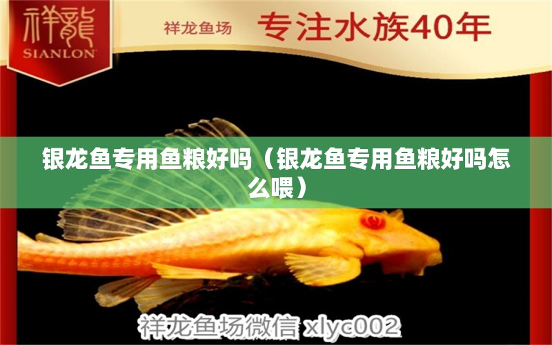 銀龍魚專用魚糧好嗎（銀龍魚專用魚糧好嗎怎么喂） 銀龍魚