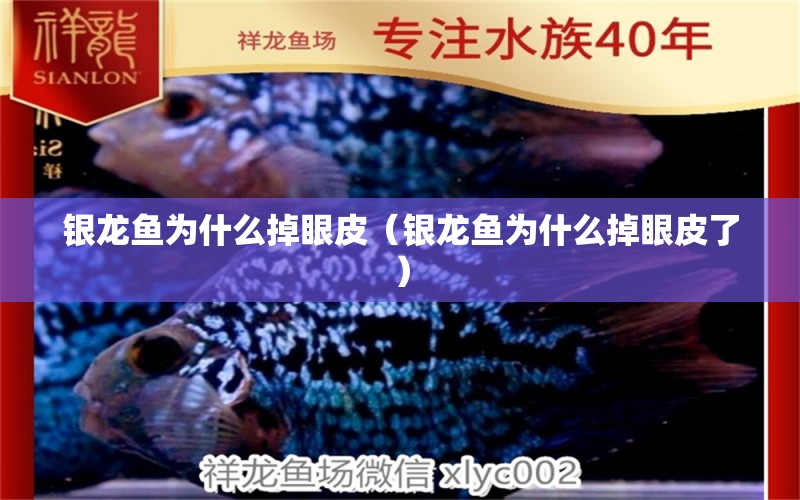 銀龍魚為什么掉眼皮（銀龍魚為什么掉眼皮了）