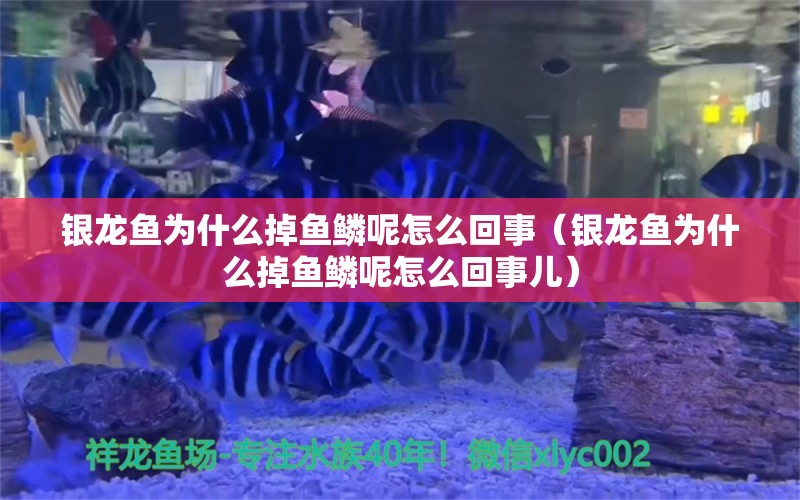 銀龍魚為什么掉魚鱗呢怎么回事（銀龍魚為什么掉魚鱗呢怎么回事兒）