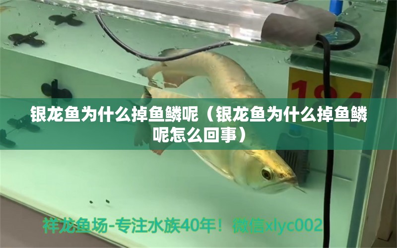 銀龍魚為什么掉魚鱗呢（銀龍魚為什么掉魚鱗呢怎么回事）