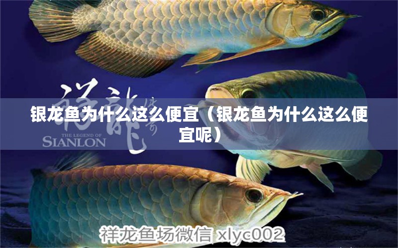 銀龍魚為什么這么便宜（銀龍魚為什么這么便宜呢）