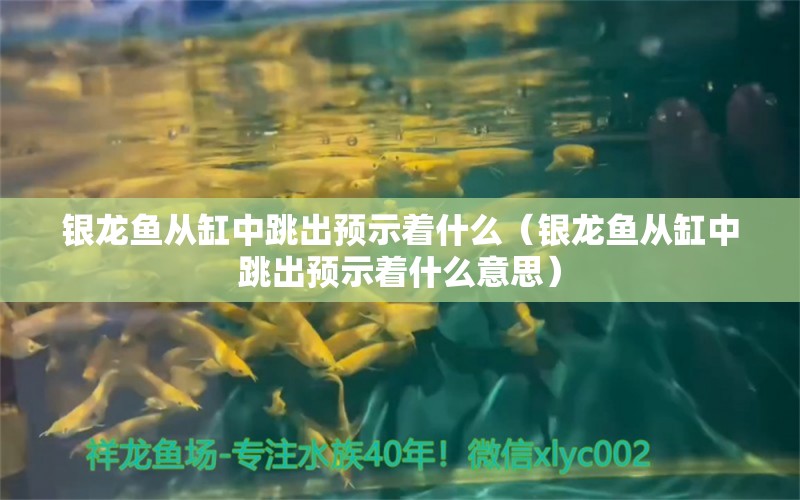 銀龍魚從缸中跳出預(yù)示著什么（銀龍魚從缸中跳出預(yù)示著什么意思） 銀龍魚